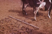 Krowy w zaprzęgu do bron - okolice Mściszewic
