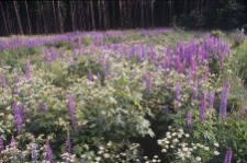 Ujecie przyrodnicze - Stare Polaszki