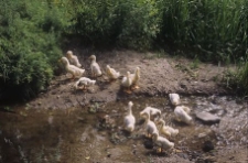 Impreza folklorystyczna "Jarmark Wdzydzki 1989". Ujęcie przyrodnicze - Wdzydze - KPE