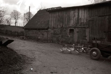 Stodoła ryglowa z chlewem - Nowa Wieś Kartuska