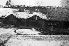 Chlew zrębowy - Sominy [1]