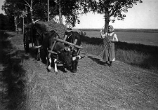 Woman leading cows in a yoke