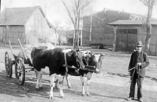 Mężczyzna prowadzący krowy w jarzmie