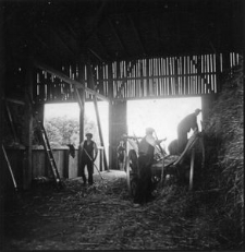 Hauling rye to the barn