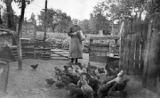 Pani Gliefe podczas karmienia kur