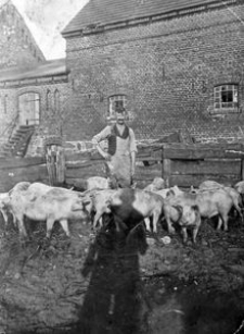 Mr Gliefe (grandfather of Elfrieda December) in the pig enclosure