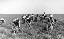 Thistle and chamomile weeding in a potato field