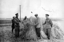 Based on the assessment of ear size, the rye yield per hectare was estimated