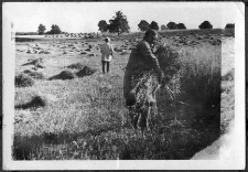 Wiązanie zboża w snopy. Jadwiga Drobińska