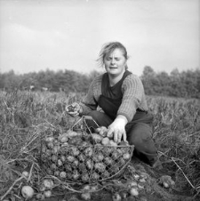 Danuta Stasiak, przewodnicząca Koła Młodych Rolników (KMR), przy zbiorze ziemniaków