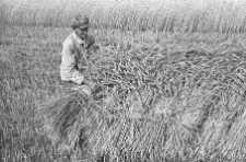 Mężczyzna wiąże snopy żyta