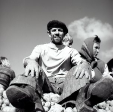 Digging potatoes on the farm of Henryk Cekała (2)