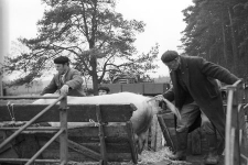 Livestock collection point