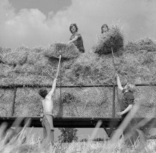 Young people from the Union of Polish Socialist Youth (ZSMP) and the Northern Plants of the Leather Industry (PZPS) &lsquo;ALKA&rsquo; during field work at the state farm.