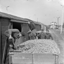 Załadunek ziemniaków przed wysłaniem na Śląsk