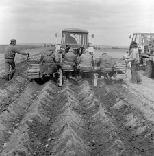 Sadzenie ziemniak&oacute;w w Stacji Hodowli Roślin (SHR) w Jezierzycach