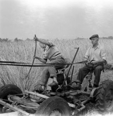 Koszenie żyta kosiarką do trawy, tzw. garści&oacute;wką