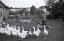 Joanna Lompert (wnuczka Henryka Cekały) wypasa gęsi