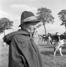 Pastuch Stanisław Żelazny przy wypasie bydła w PGR-ze