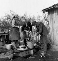 Slaughter of the pig on the farm of Anastasia and Henrik Cekaul