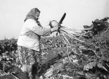 Stacja Hodowli Roślin (SHR) Jezierzyce. Jadwiga Krugłowska przy ogławianiu burak&oacute;w