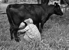 Anna Torhan przy dojeniu krowy