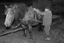Paweł Wronka zaprzęga konia