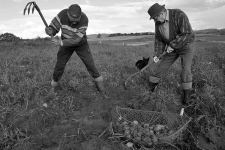 Digging up potatoes by hand