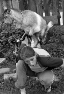 Breeding goats. Photo: Agnieszka Maziejuk