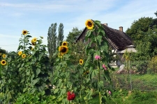 W tle budynek mieszkalny w Bruskowie Wielkim (1)