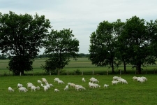 Wypas k&oacute;z w Swołowie