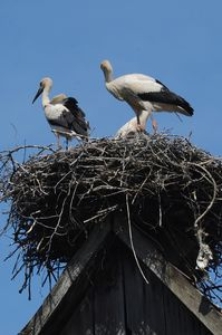 Bocianie gniazdo na dachu budynku gospodarczego w Swołowie