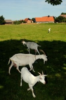 Pasące się kozy, w tle budynki gospodarcze i mieszkalne w Swołowie