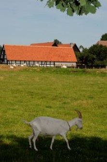 W tle budynek gospodarczy (1)