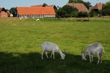W tle budynek gospodarczy i budynki mieszkalne w Swołowie (1)