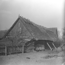 Chlew Zrębowy z "wolim okiem" - Łubiana