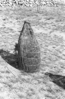 Wiersza wiklinowa - Czarlina [2]