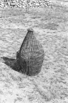 Wiersza wiklinowa - Czarlina [3]