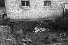 Zagroda z wozownią, chlewem, owczarnią i oborą - Krosewo