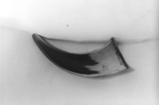 Przekr&oacute;j podłużny rogu