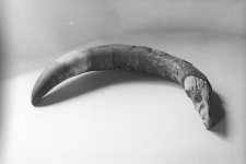 R&oacute;g na kości czołowej