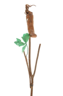 Lalka jarzynowa (pietruszka)