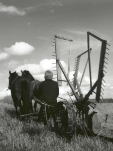 Żniwa na polach pod Sominami gmina Studzienice