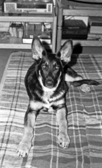 Muhtar - dog of Jadwiga Girsa-Zimny