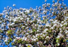 Wiosna w słupkim parku