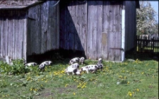 Swołowo - ch&oacute;w świń