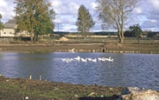 Swołowo - projekt Agrolinia
